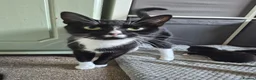 Mixed Breed cats for sale: 3 Beautiful Tuxedo Kittens in Emsworth - Advert 1