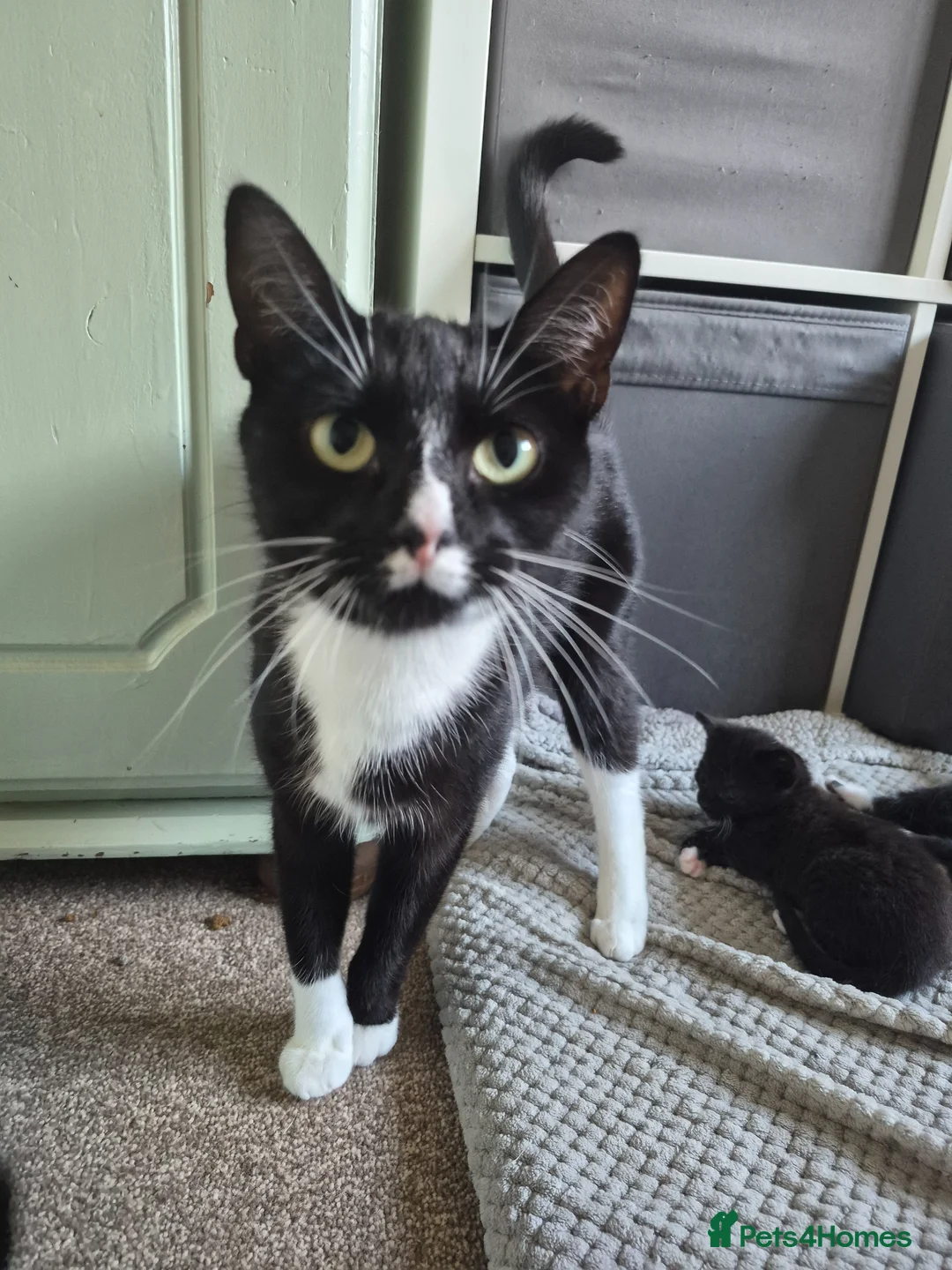 Mixed Breed cats for sale: 3 Beautiful Tuxedo Kittens in Emsworth - Advert 1