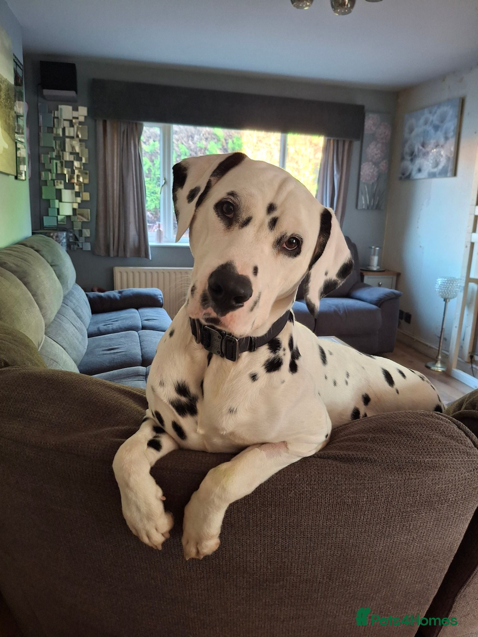 Dalmatian dogs for stud: Kalvadene nick of time - Stud Dog  - Advert 1