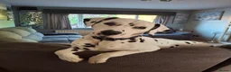 Dalmatian dogs for stud: Kalvadene nick of time - Stud Dog  in Stoke-on-Trent - Advert 6