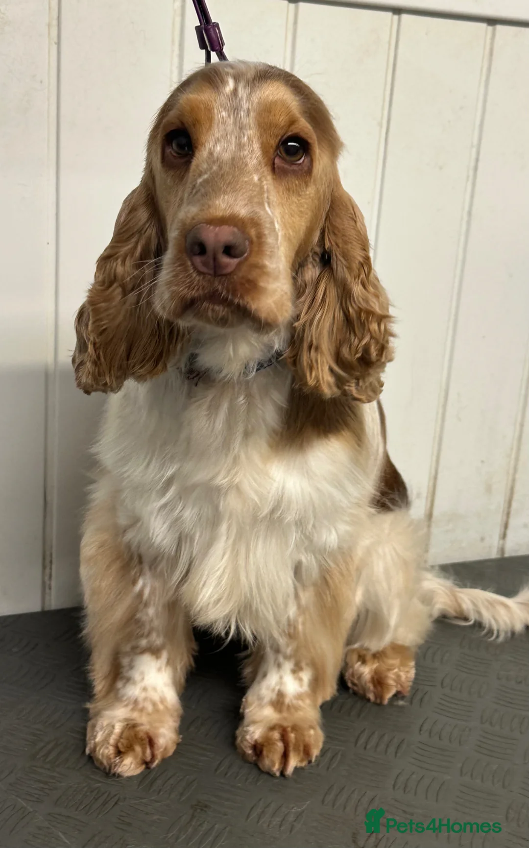 Cocker Spaniel dogs for sale: 2 Year old Cocker Spaniel Female - Advert 5