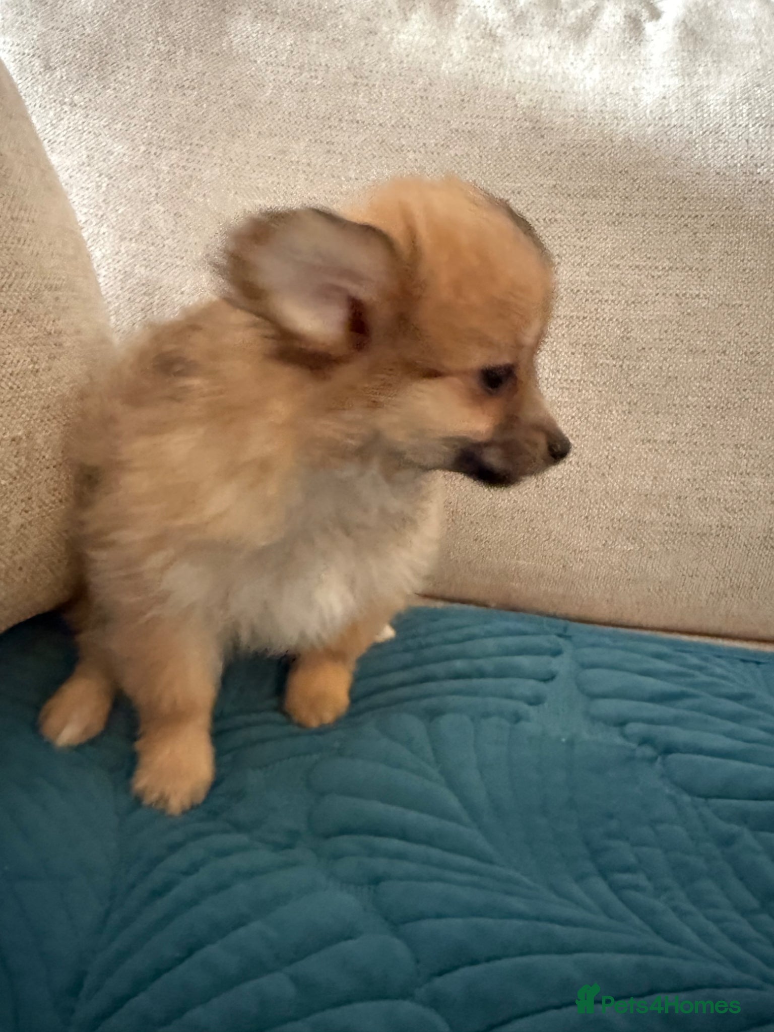 Mixed Breed dogs Last 2 RARE Shihtzu x Pomeranian health checked  - Advert 1