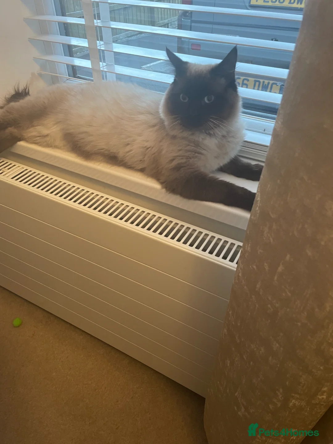 Ragdoll cats for sale: Ragdoll  - Advert 2