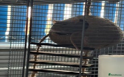 Rat rodents for sale: 2 rats with big cage and accessories  - Image 3