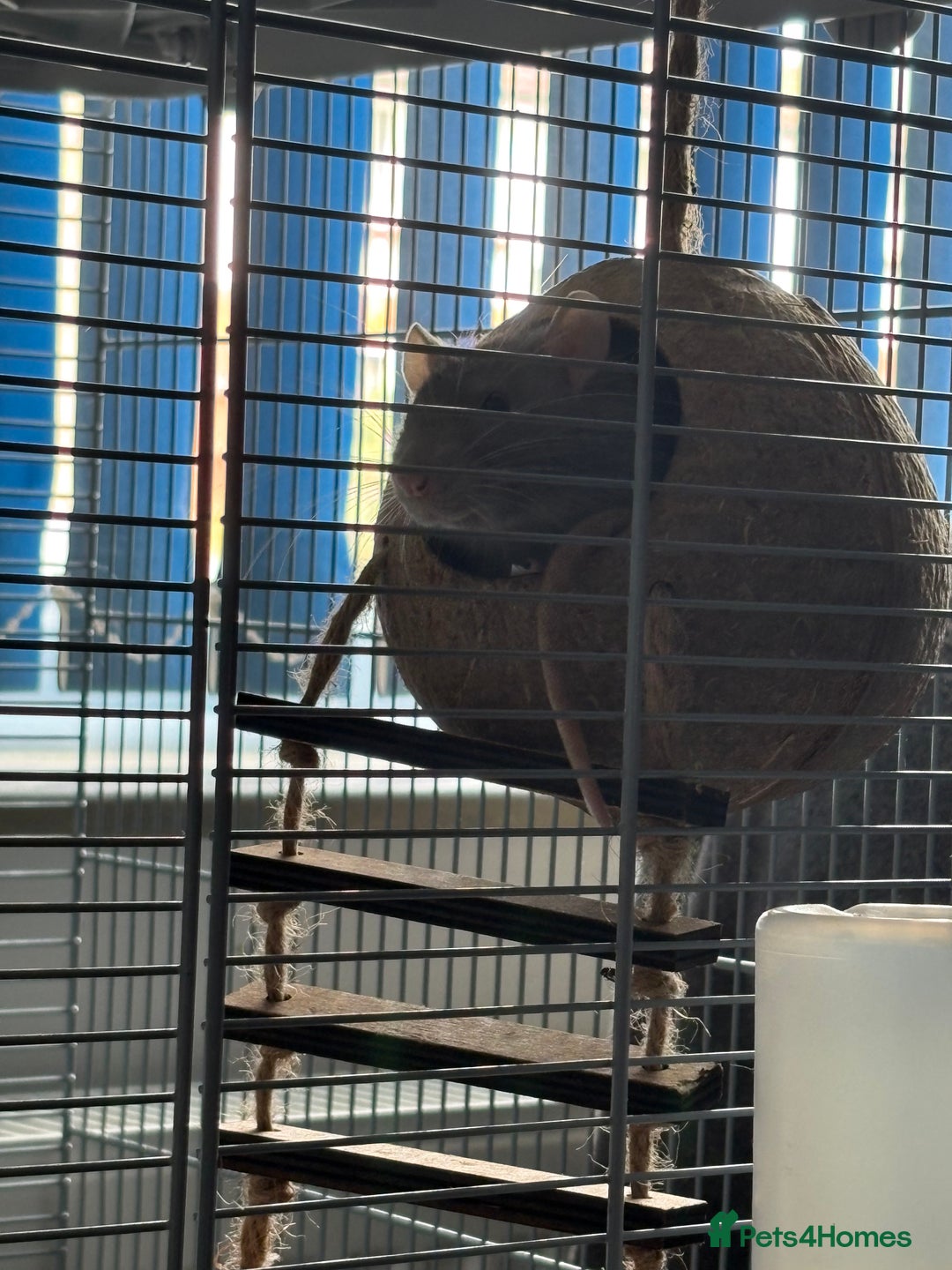 Rat rodents for sale: 2 rats with big cage and accessories  - Image 3
