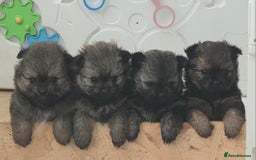 Mixed Breed dogs for sale: Shiranian puppies  - Image 1