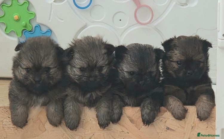 Mixed Breed dogs - Advert 11