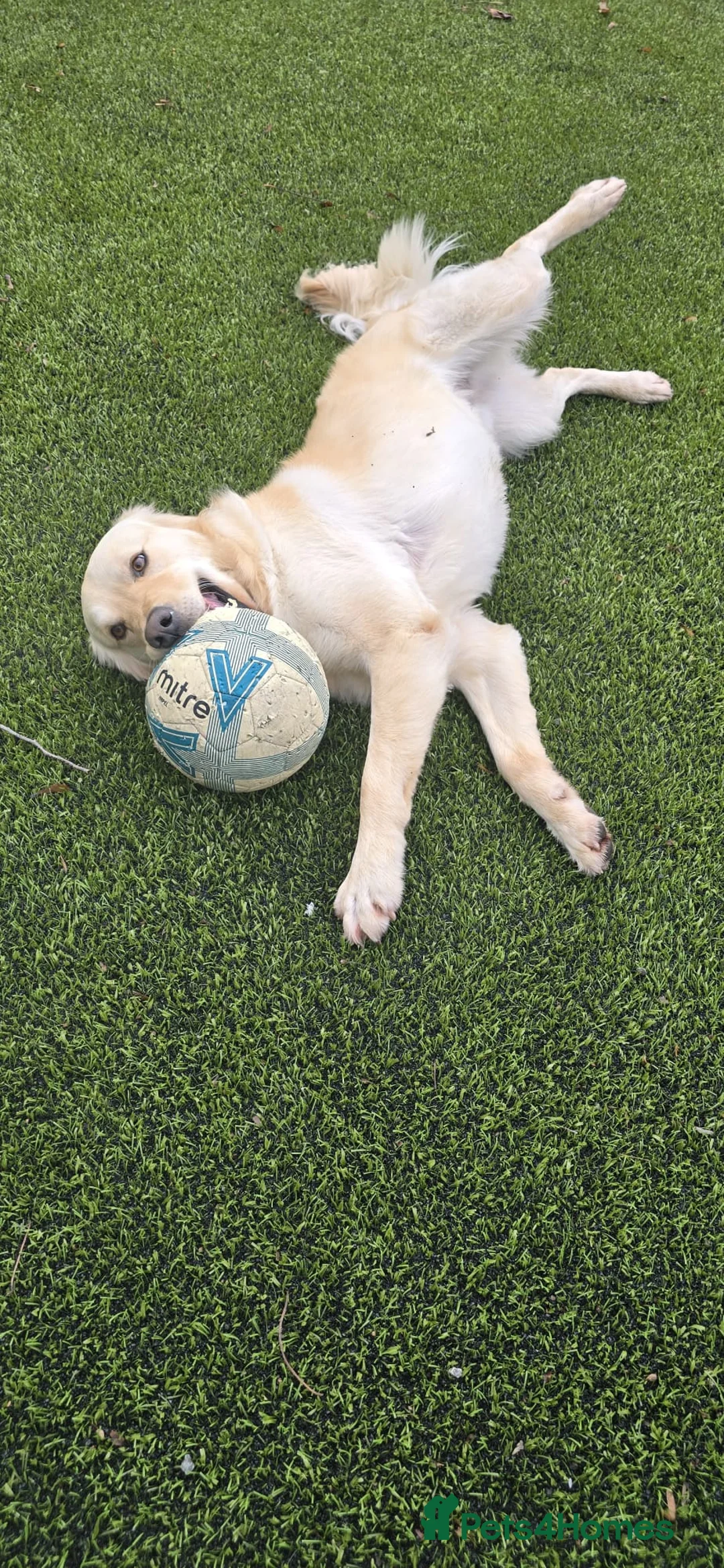 Golden Retriever dogs for sale: Meet 2 Yr old Arlo KC Registered Golden Retriever - Advert 7