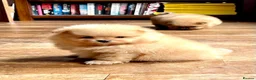 Pomeranian dogs for stud: Cream Pomeranian for stud. - Advert 4