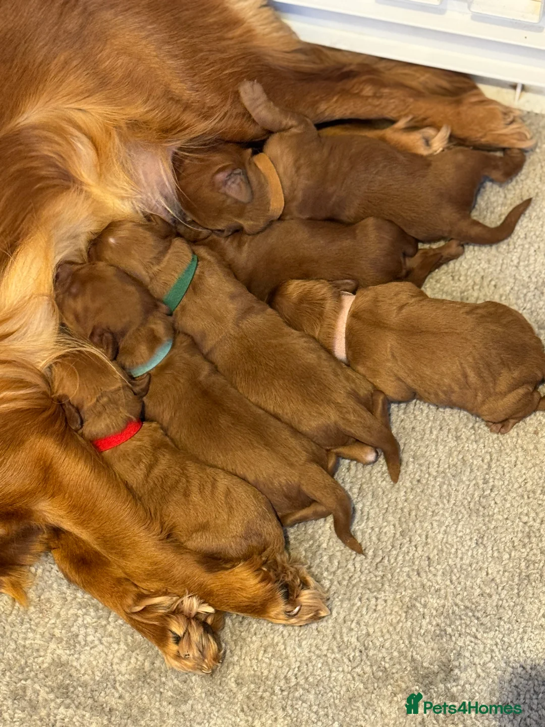 Cavapoo dogs for sale: F1 cavapoos  - Advert 13