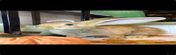 Continental Giant rabbits for sale: Stunning continental giant baby bunny rabbits - Advert 6