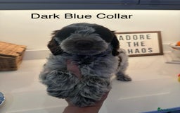 Cockapoo dogs for sale: Cockapoo puppies. Fully DNA tested.  - Image 25