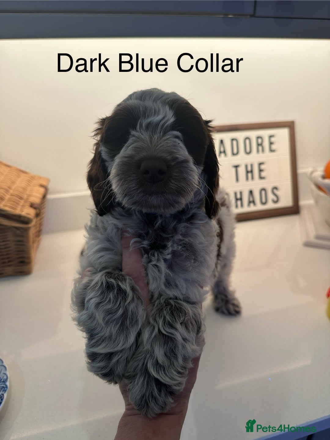 Cockapoo dogs for sale: Cockapoo puppies. Fully DNA tested.  - Image 25