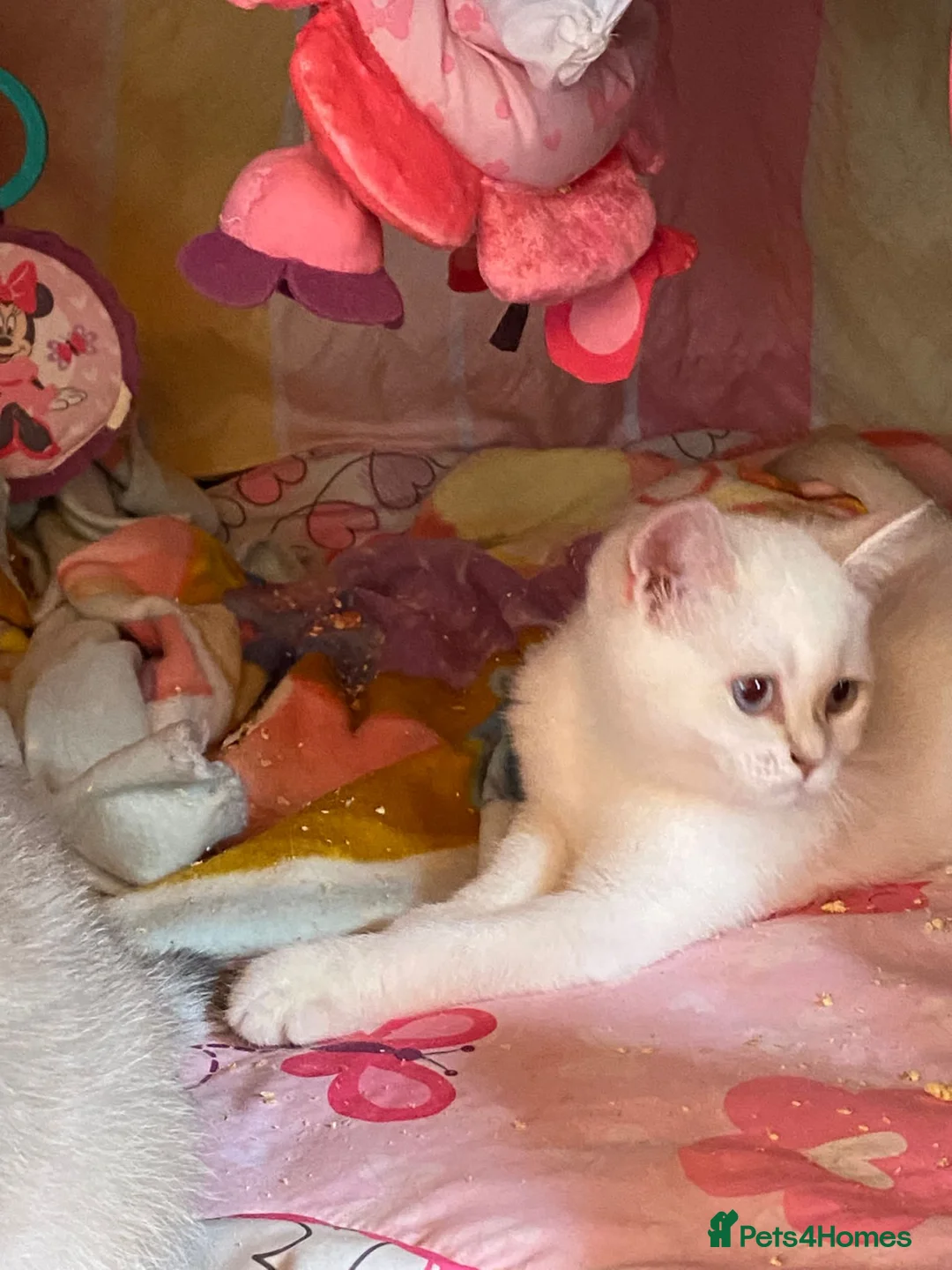 British Shorthair cats for sale: Older rare goldens n c/points 🐱   in Ashton-under-Lyne - Advert 3