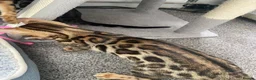 Bengal cats for sale: LAST THREE Ready now GCCF REGISTERED  - Advert 33