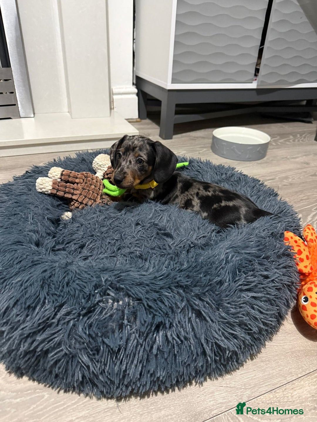 Miniature Dachshund dogs for sale: 8 Week Old Miniature Dachshund Puppies  - Advert 9