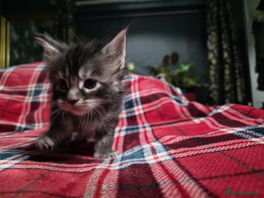 Maine Coon cats for sale: TICA registered Russian lineage Maine coon kittens - Advert 27