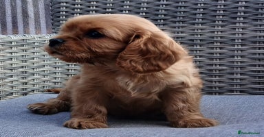 Cavalier King Charles Spaniel dogs - Advert 10