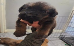 Labradoodle dogs for sale: LABRADOODLE PUPPYS - Image 4