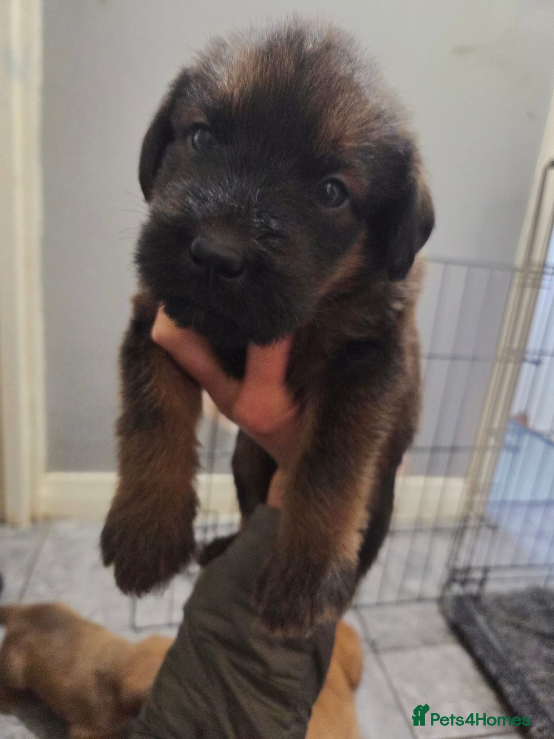 Labradoodle dogs for sale: LABRADOODLE PUPPYS - Image 4