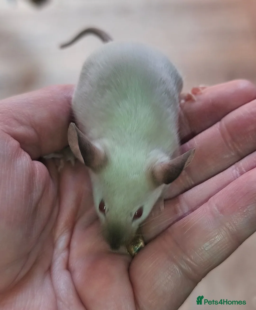 Mouse rodents for sale: Beautiful female mice in many colours  - Advert 2
