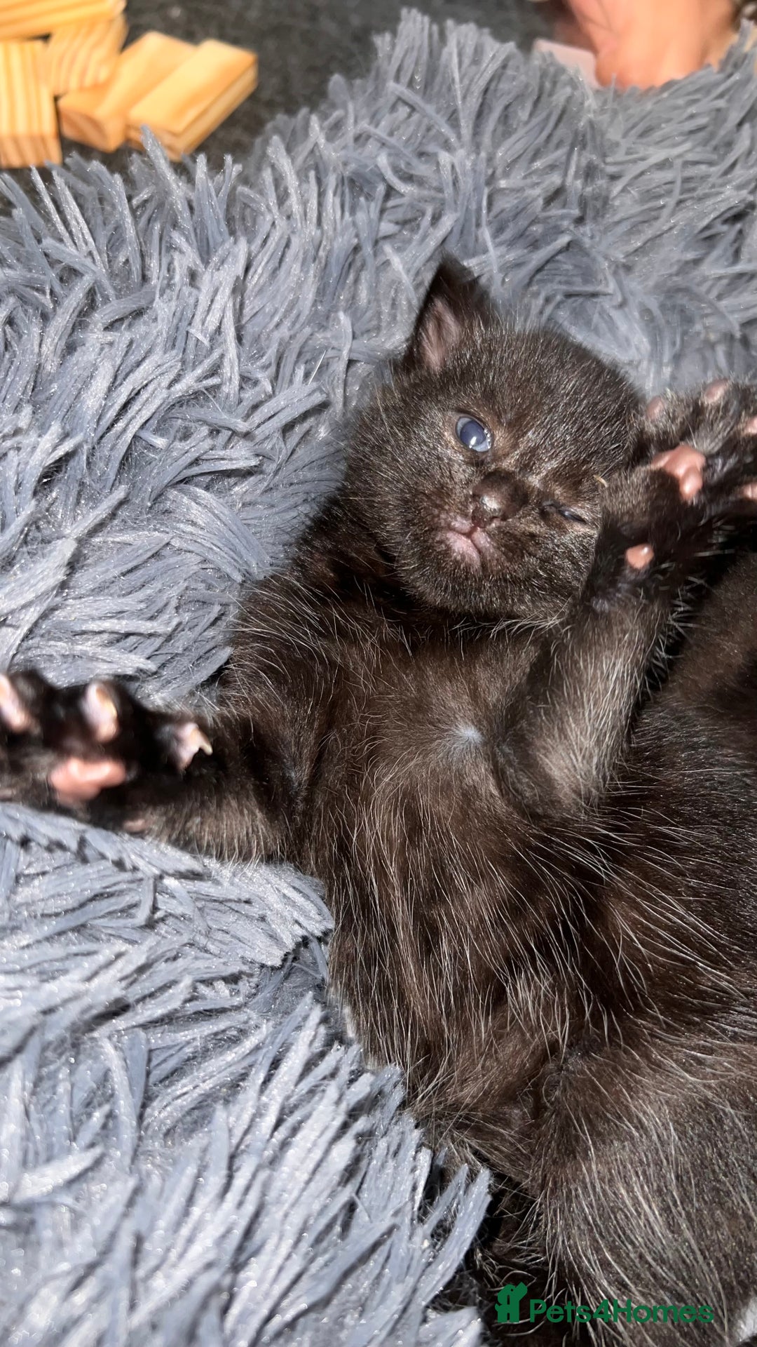 Mixed Breed cats for sale: adorable tuxedo kittens - Advert 24