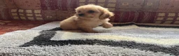 Cavalier King Charles Spaniel dogs for sale: Adorable Cavalier King Charles x Mini Poodle Pups - Advert 14