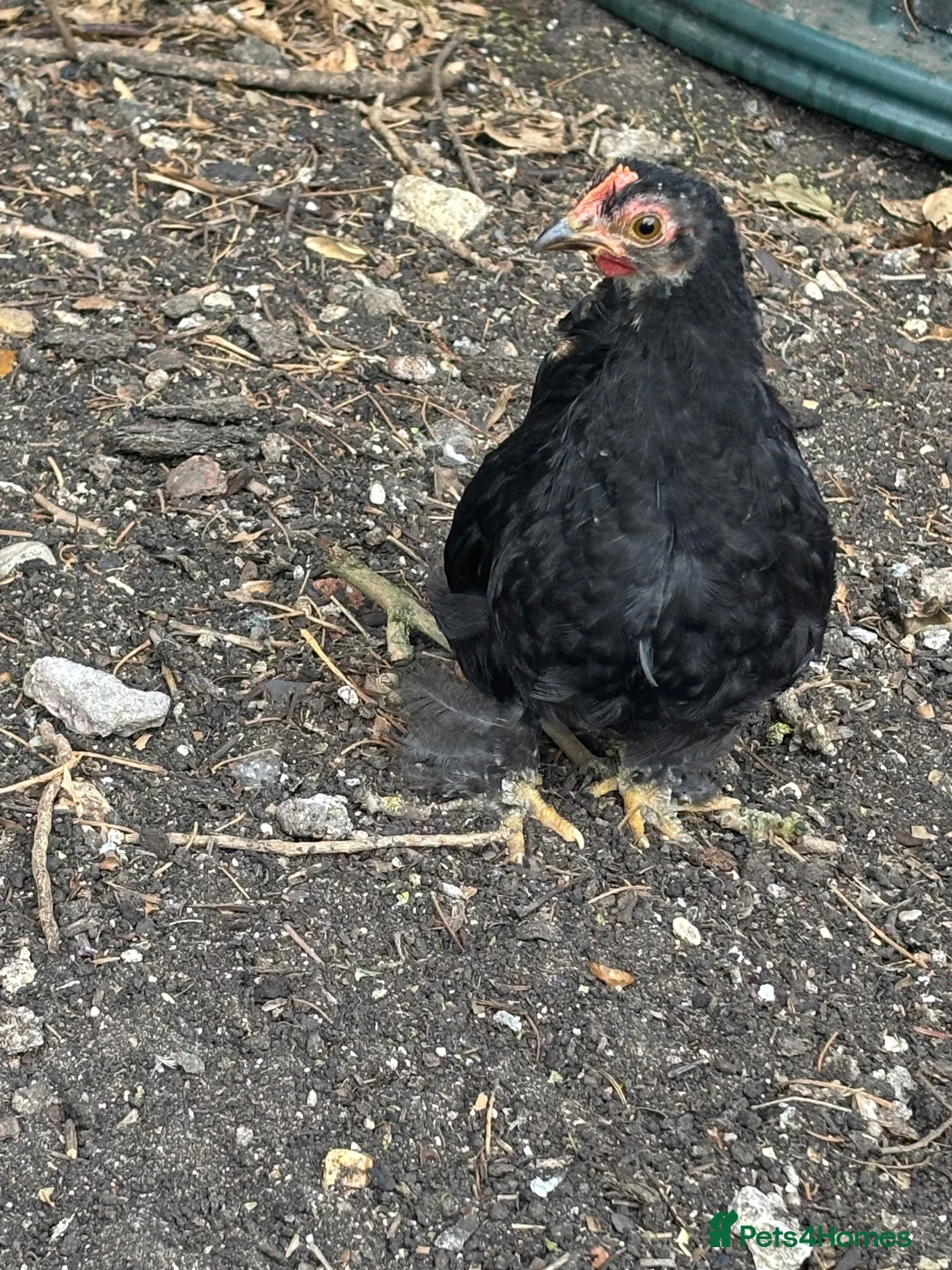 Chickens poultry for sale: Believed Male Pekin Bantam chick - Advert 5
