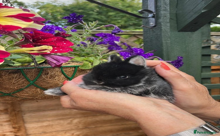 Netherland Dwarf rabbits - Advert 13
