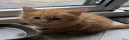 Mixed Breed cats for sale: 4 Beautiful Kittens looking for their new home  - Advert 5