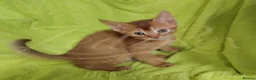 Devon Rex cats for sale: Beautiful Devon Rex x Abyssinian Kittens  - Advert 21