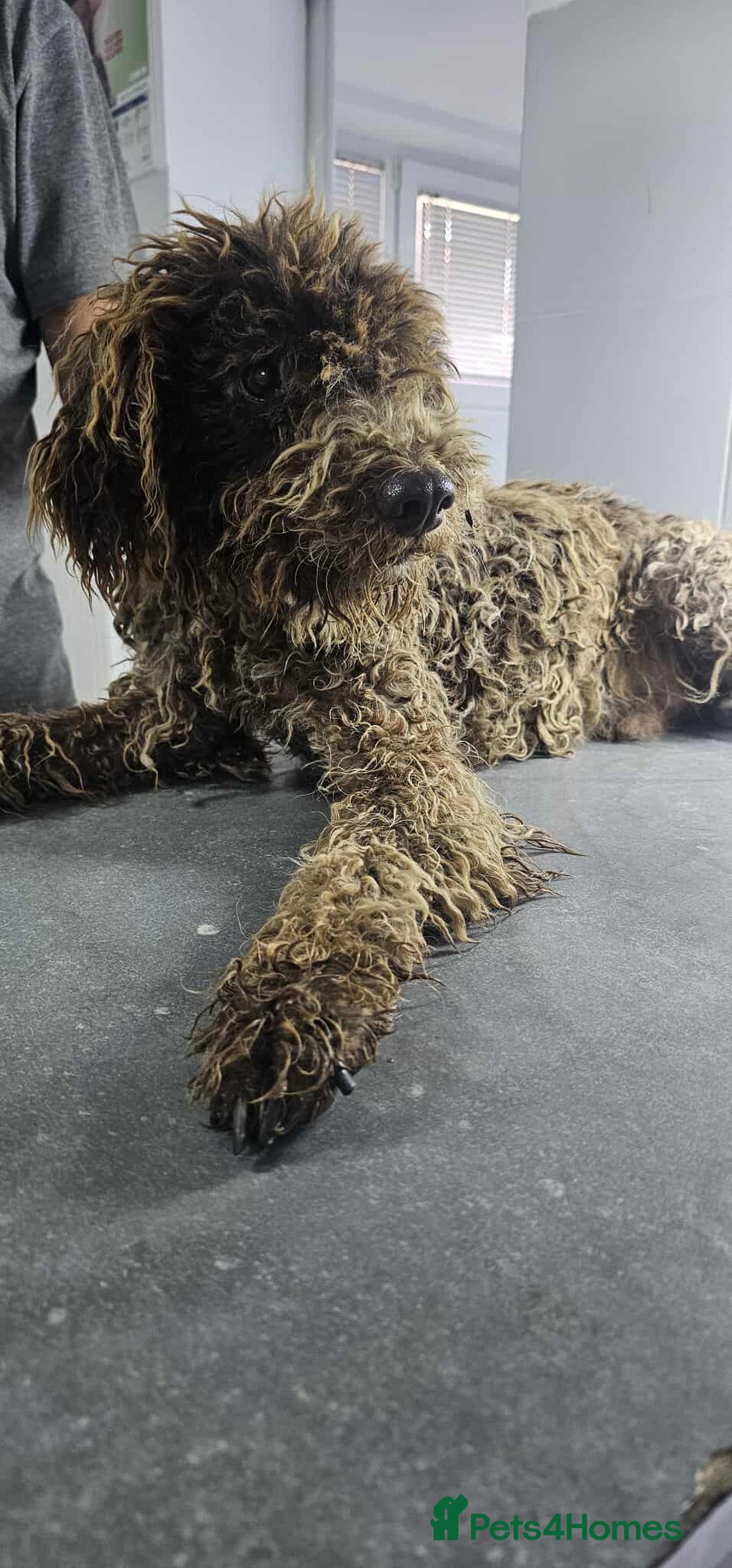 Lagotto Romagnolo dogs for adoption: Jack!  - Image 2