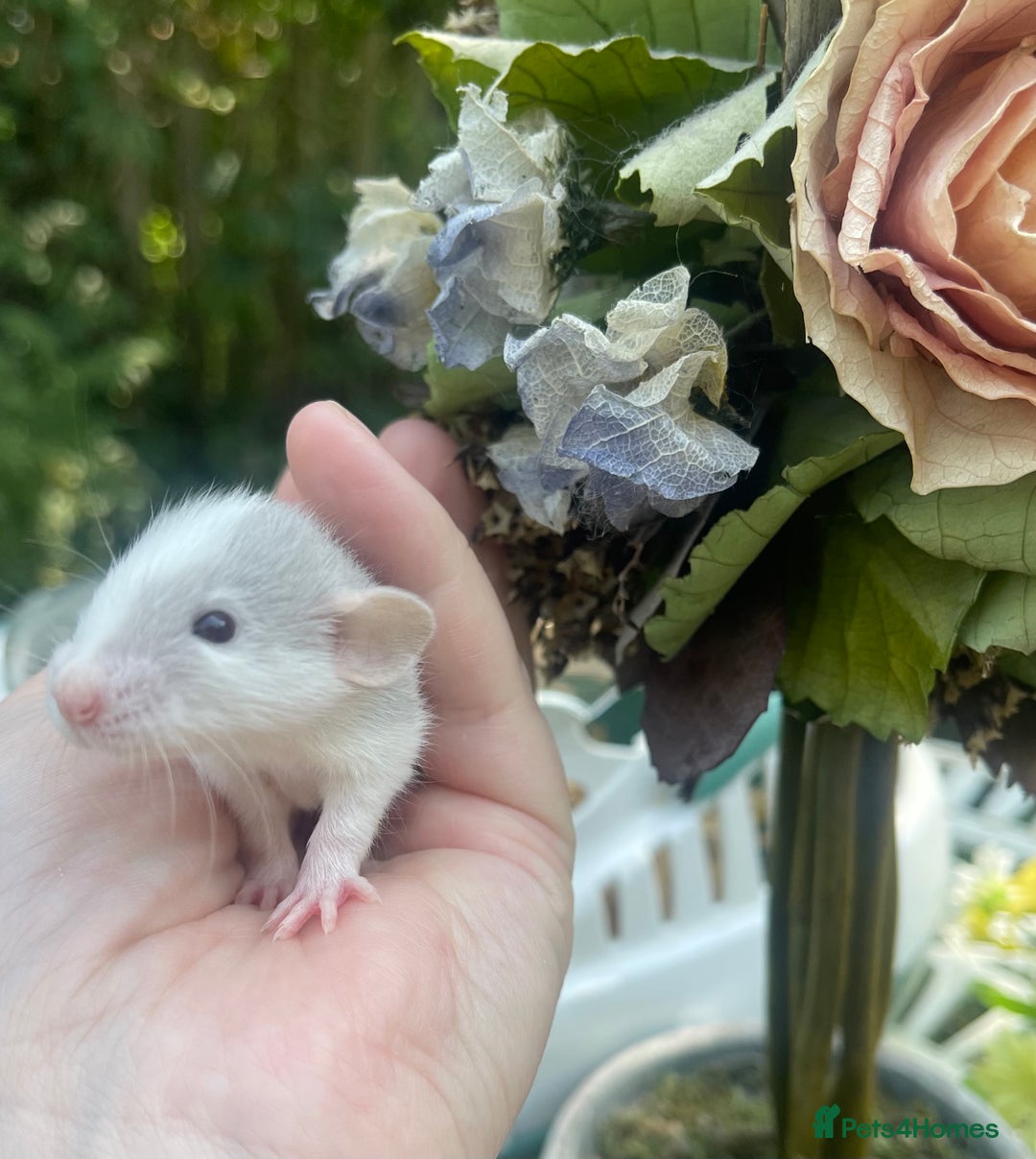 Rat rodents for sale: Absolutely gorgeous baby dumbo rats! - Image 6