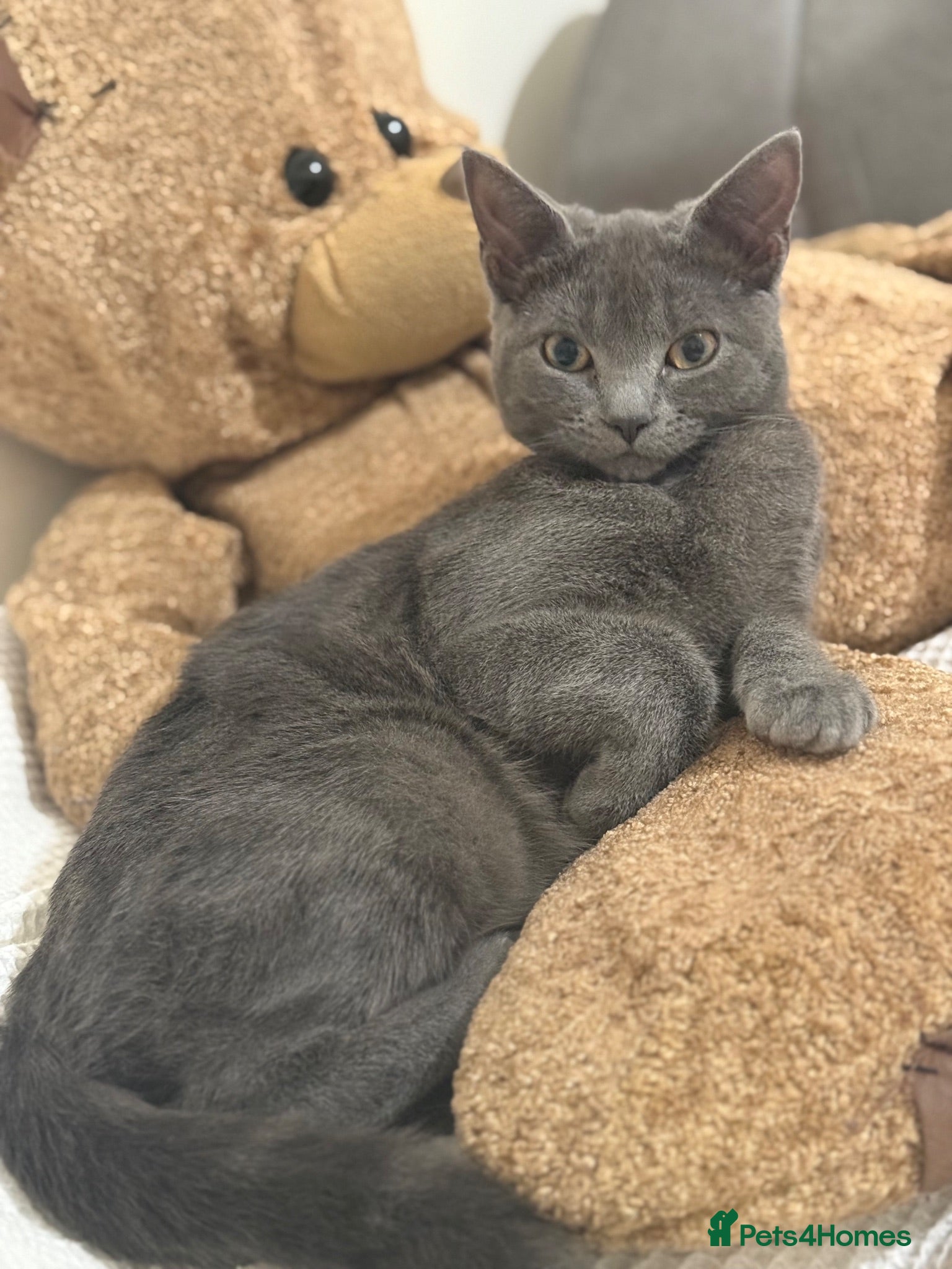 Russian Blue cats Fluffy black kittens  - Advert 4