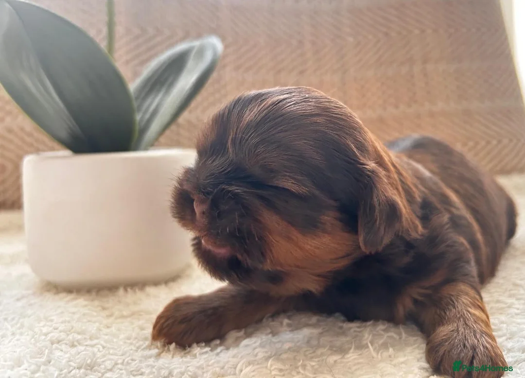 Shih Tzu dogs for sale: 🐾 Beautiful Shih Tzu Puppies Available 🐾 - Advert 25