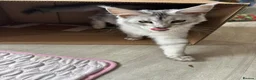 Maine Coon cats for sale: Can anybody find me someone to love ❤️  - Advert 3