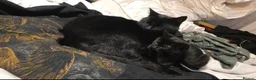 Mixed Breed cats for sale: Calm & Peaceful Male Adult Cat Needs New Home - Advert 11