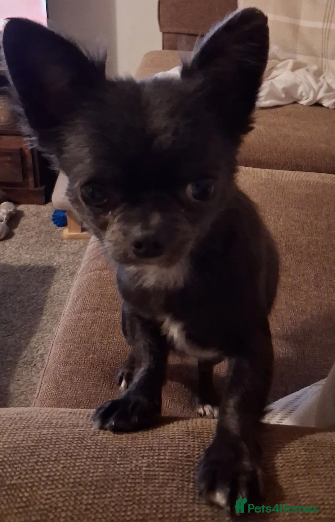 Chihuahua dogs for sale: Small Chihuahua  - Advert 2