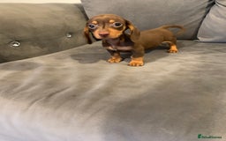 Dachshund dogs for sale: Adorable Dachshunds - Image 7