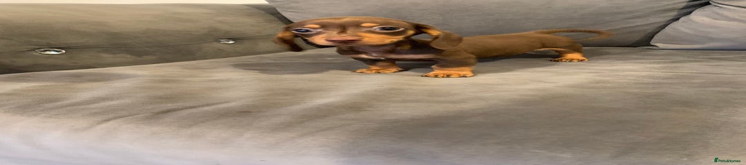 Dachshund Puppy 3