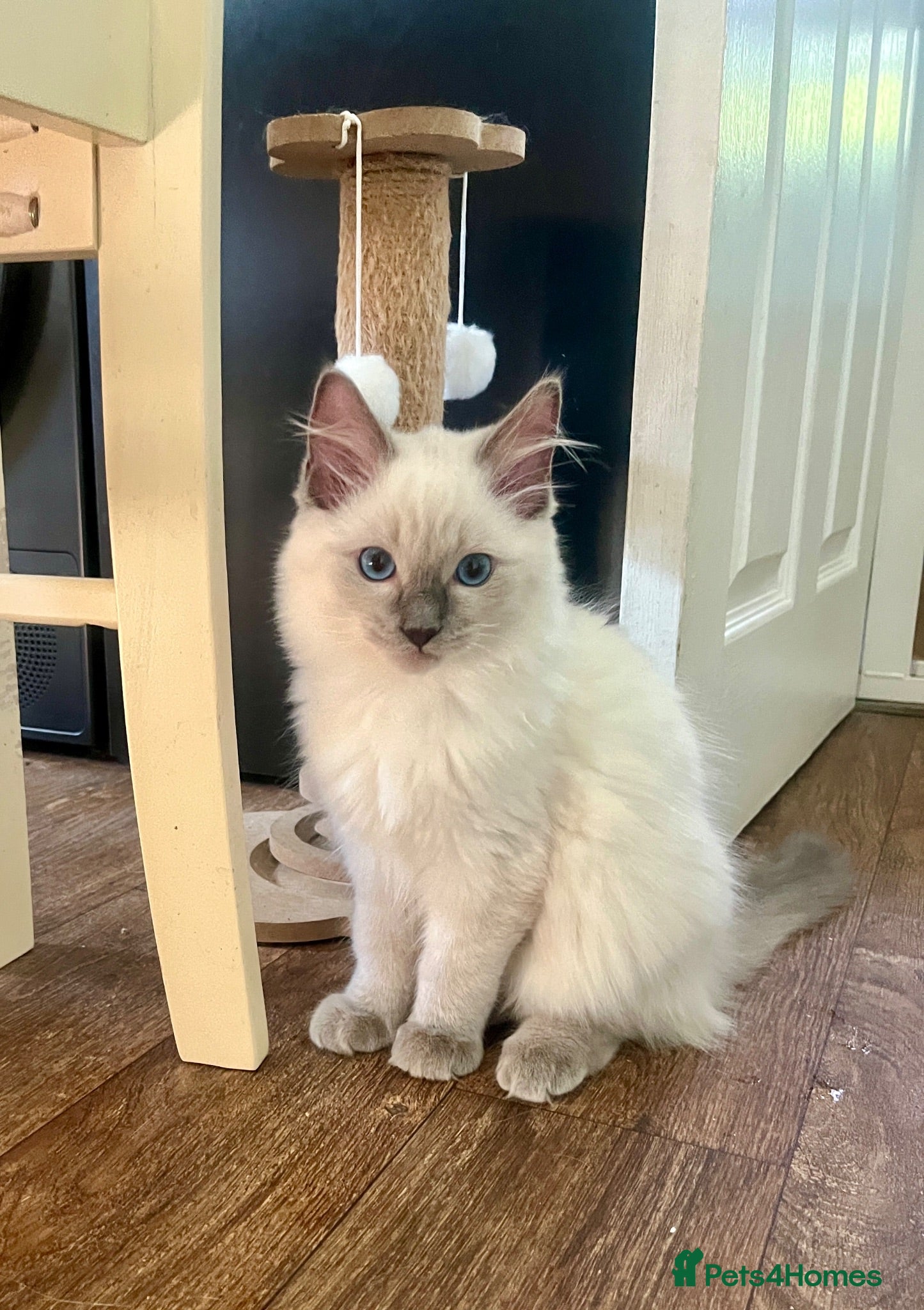 Ragdoll cats GCCF Registered Ragdoll Kittens  - Advert 2