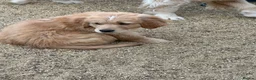 Golden Retriever dogs for sale: Stunning golden retriever puppies  - Advert 12