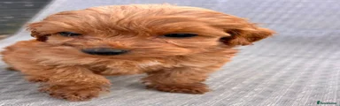 Cockapoo 4