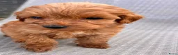 Cockapoo dogs for sale: F1B Cockapoo puppies  - Advert 11