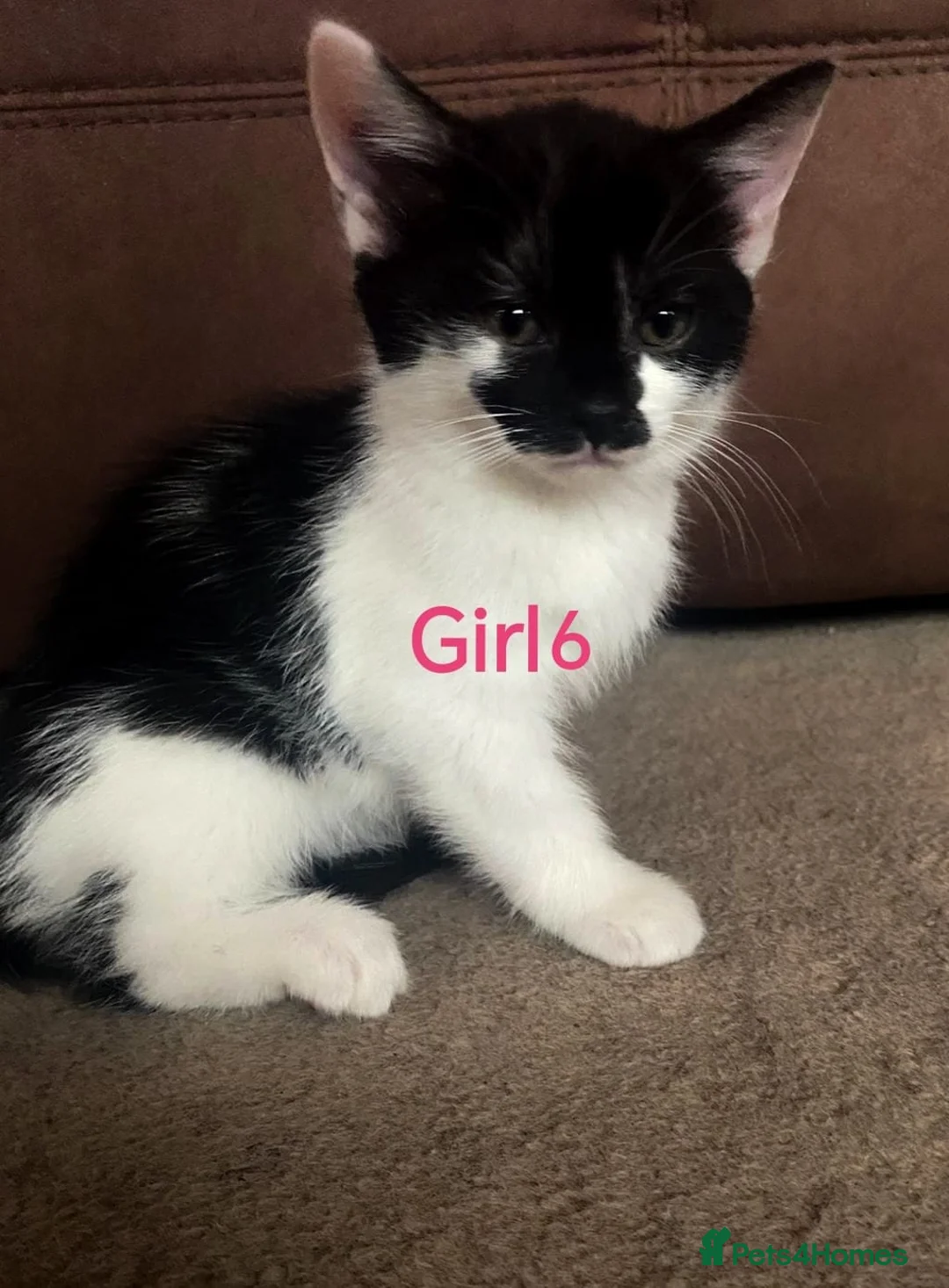Mixed Breed cats for sale: 💛kittens💛 - Advert 9