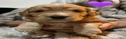 Cockapoo dogs for sale: Red and apricot miniature Cockapoo puppies  in Denbigh - Advert 16