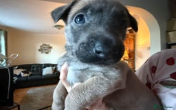 Belgian Shepherd Dog dogs for sale: Belgian Malinois Pups - Image 8