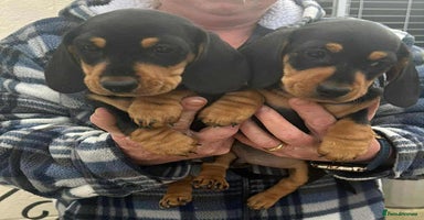 Miniature Dachshund dogs - Advert 13