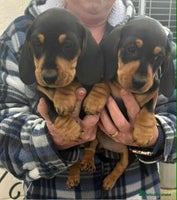 Miniature Dachshund dogs - Advert 10