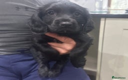 Mixed Breed dogs for sale: Fabulous Sprocker Pups - Image 8